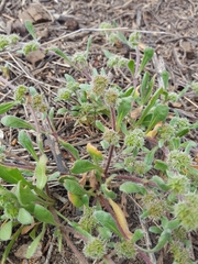 Chorizanthe cuspidata cuspidata