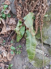 Asplenium scolopendrium