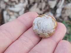 Aegopis verticillus
