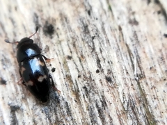 Glischrochilus quadriguttatus