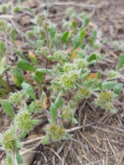 Chorizanthe cuspidata cuspidata