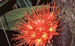 Brownea macrophylla