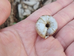 Aegopis verticillus