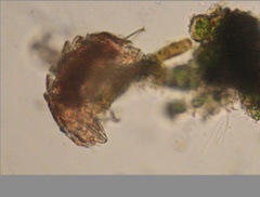 Echiniscidae