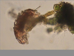 Echiniscidae