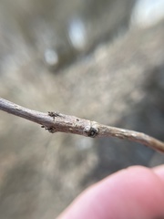 Melanomma auricinctaria