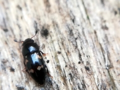 Glischrochilus quadriguttatus