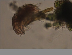 Echiniscidae