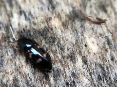 Glischrochilus quadriguttatus