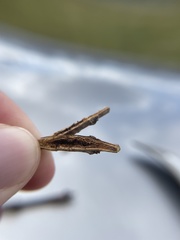 Melanomma auricinctaria