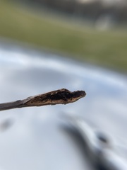 Melanomma auricinctaria