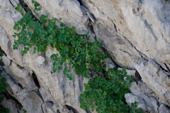 Thalictrum macrocarpum