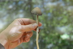Coprinopsis strossmayeri