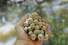 Coprinopsis strossmayeri