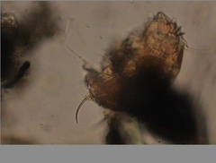 Echiniscidae