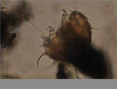 Echiniscidae