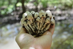 Coprinopsis strossmayeri