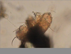 Echiniscidae