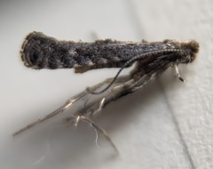 Parornix geminatella