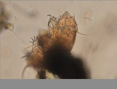 Echiniscidae