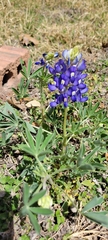 Lupinus texensis
