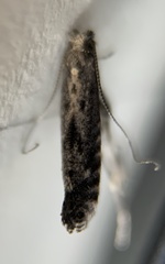 Parornix geminatella