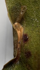 Parornix geminatella