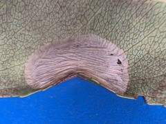 Parornix geminatella