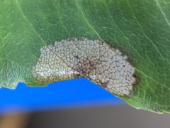 Parornix geminatella