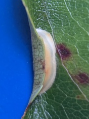 Parornix geminatella