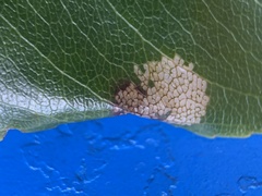 Parornix geminatella