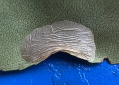 Parornix geminatella