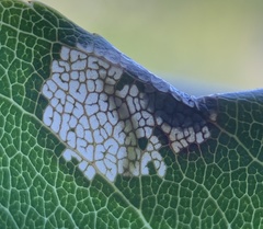 Parornix geminatella