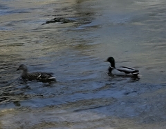 Anas platyrhynchos