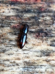 Rhizophagus bipustulatus