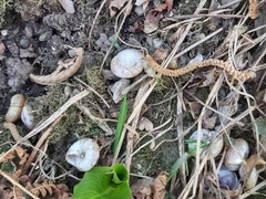 Aegopis verticillus