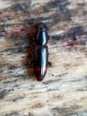 Rhizophagus bipustulatus