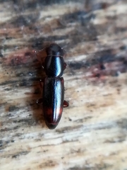 Rhizophagus bipustulatus