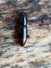 Rhizophagus bipustulatus