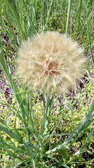Tragopogon porrifolius