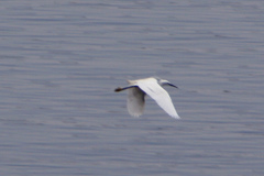Egretta garzetta