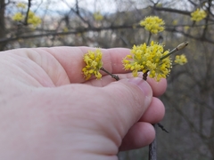 Cornus mas