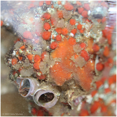 Metandrocarpa taylori