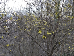 Cornus mas