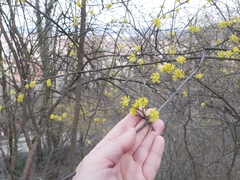 Cornus mas