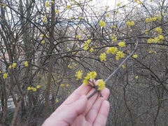 Cornus mas