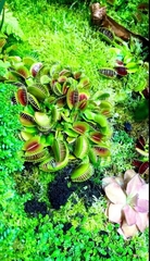 Dionaea