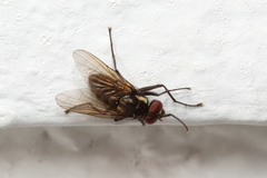 Muscidae