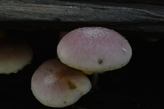 Gymnopilus