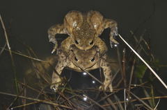 Bufo